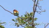 Video of European Bee-eater - European Bee-eater in nest period in Bulgaria